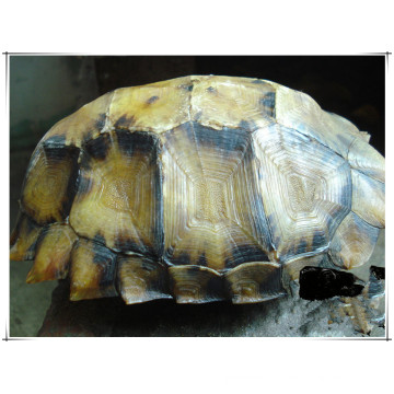 Factory Natural Turtle Shell/ Carapax Trionycis 10: 1 Extract Powder